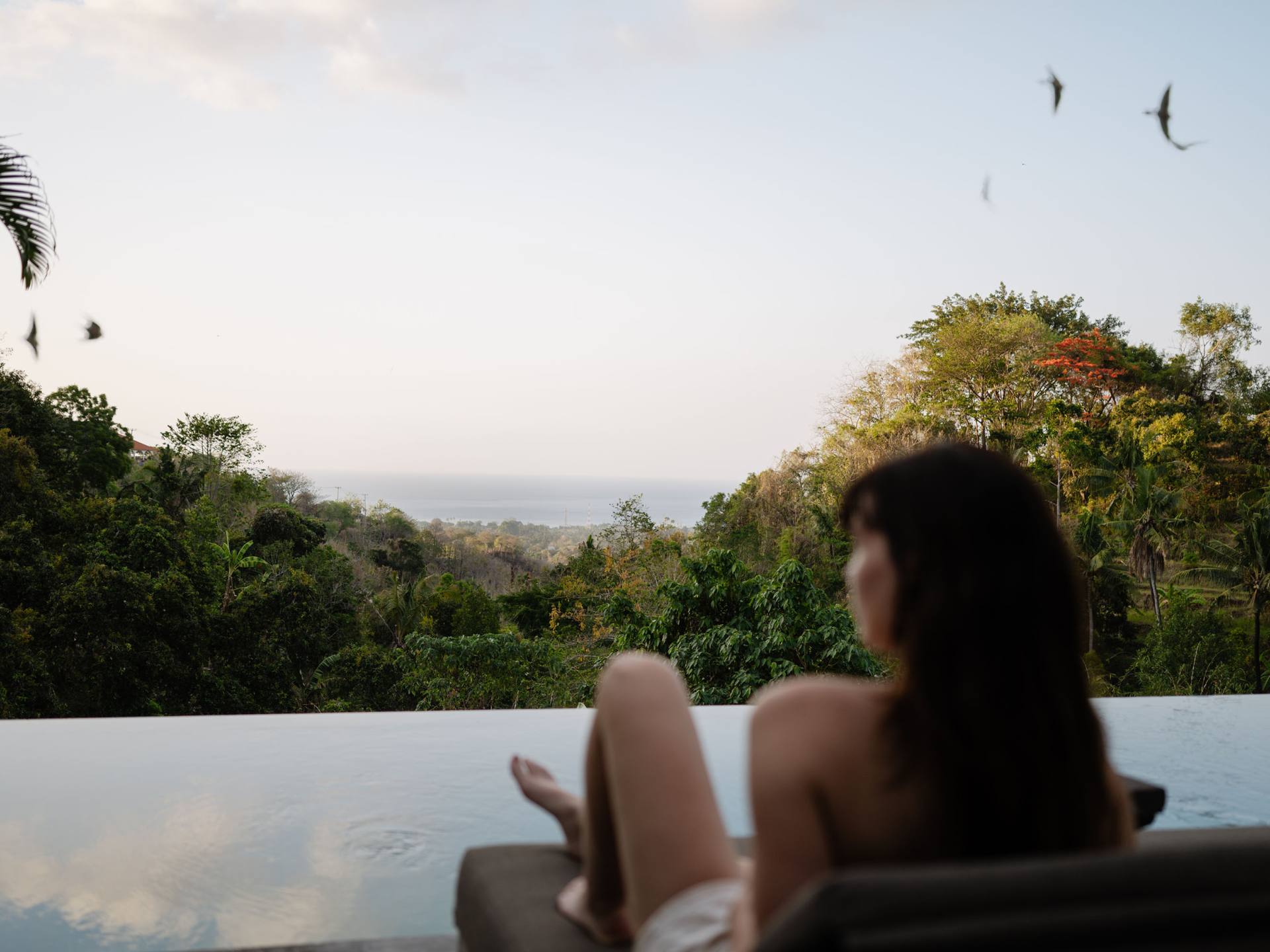 Bougainvillea Detail